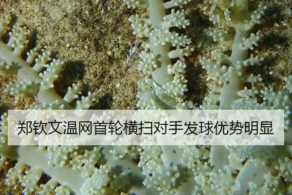 zheng-qin-wen-wen-wang-shou-lun-heng-sao-dui-shou-fa-qiu-you-shi-ming-xian-3-918.jpg